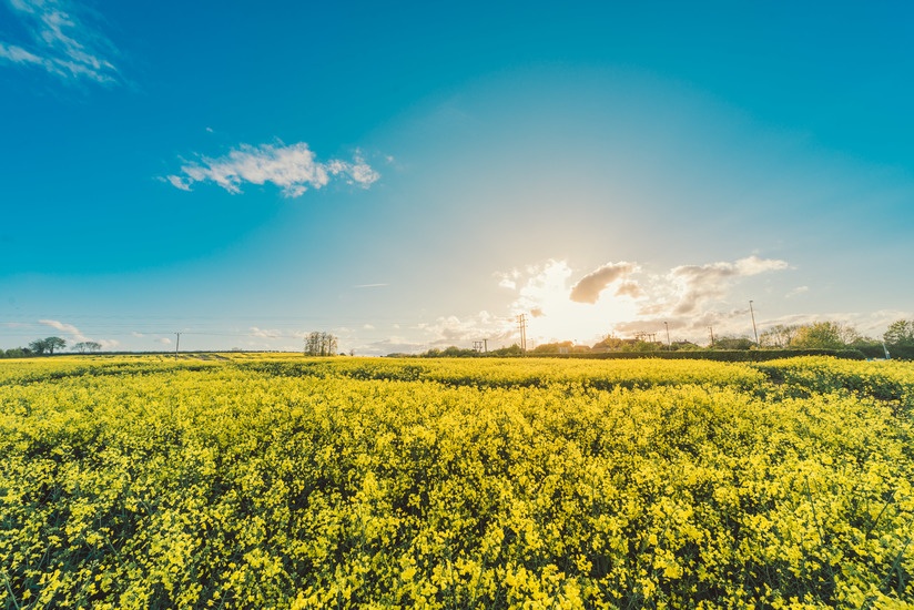 field-flowers-yellow-agriculture-large