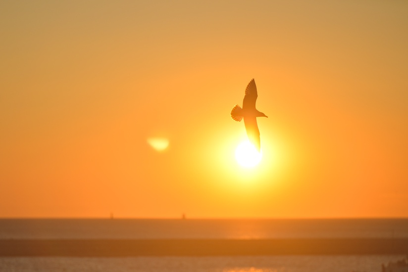 sunset-bird-sunrise-animal-large