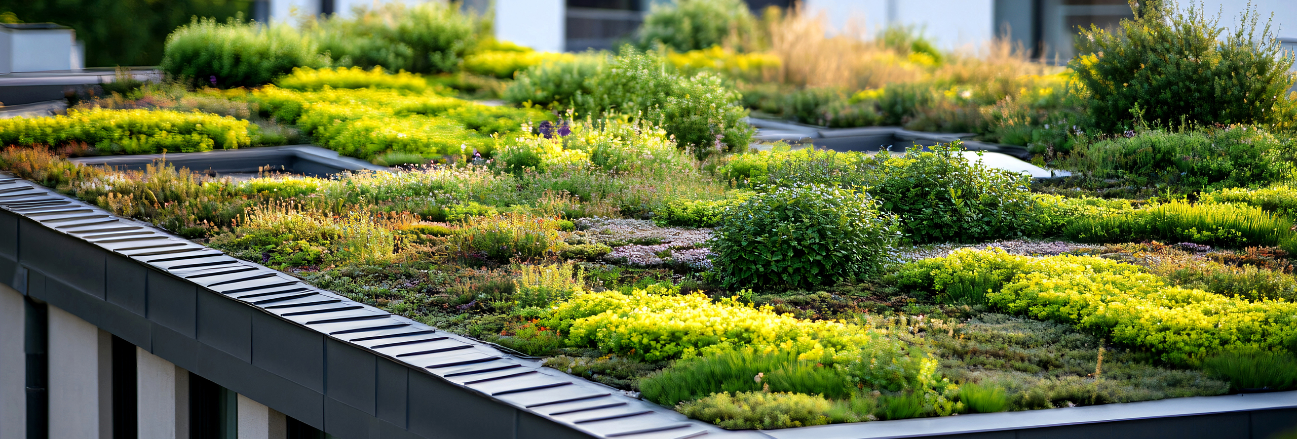 CarbonCredits_Banner